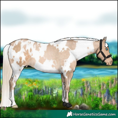 Horse Color:White Spotted Chocolate Palomino Pearl Appaloosa 