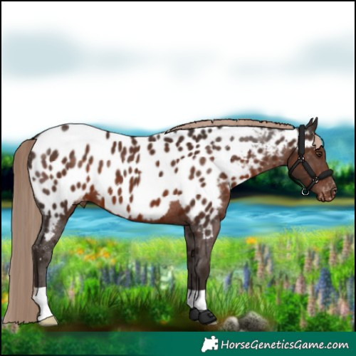 Horse Color:Liver Chestnut Appaloosa 