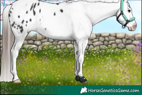 Horse Color:Black Tobiano Appaloosa 