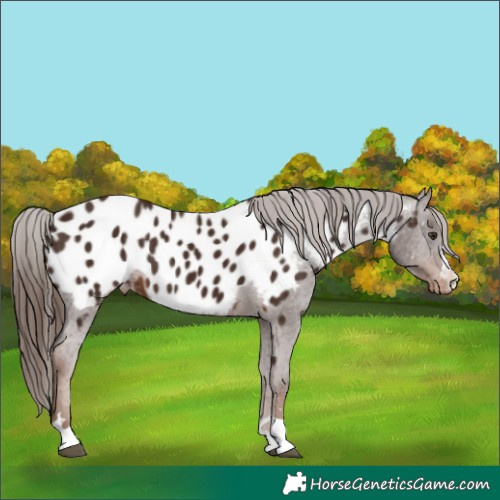 Horse Color:Liver Chestnut Appaloosa 
