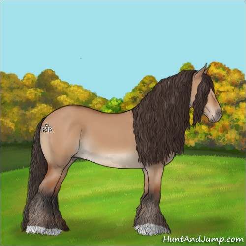 Horse Color:Bay Dun 