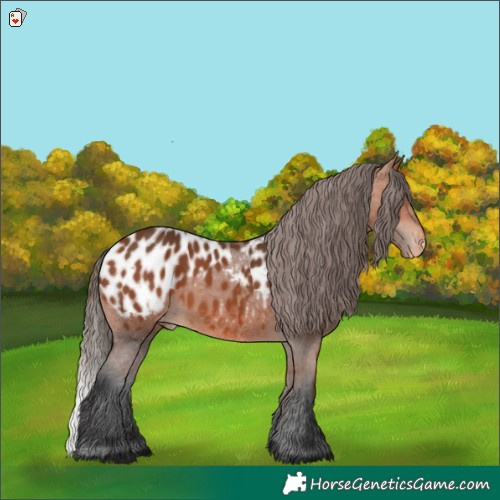 Horse Color:Bay Appaloosa 