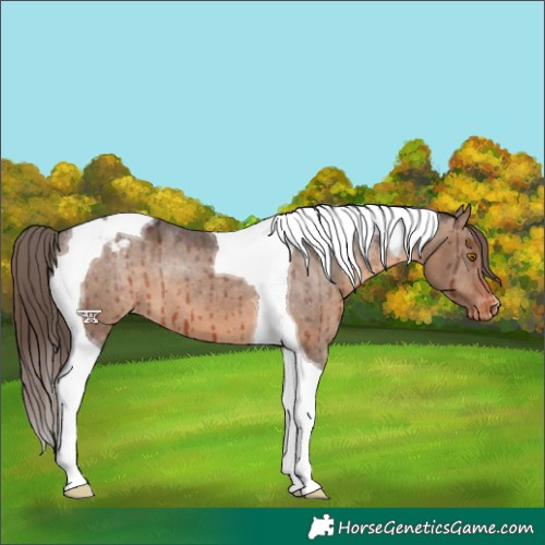 Horse Color:Brown Dun Tobiano Appaloosa Brindle 