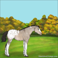 Horse Color:White Spotted Brown Dun Tobiano Appaloosa 