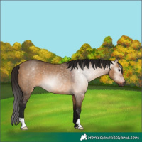 Horse Color:Gray Bay Dun Rabicano