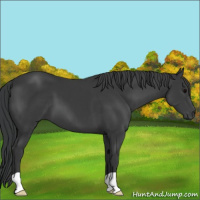 Horse Color:Black 