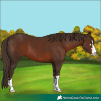 Horse Color:Liver Chestnut 