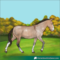 Horse Color:Bay Dun Sabino Rabicano 