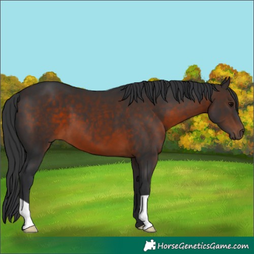 Horse Color:Brown 