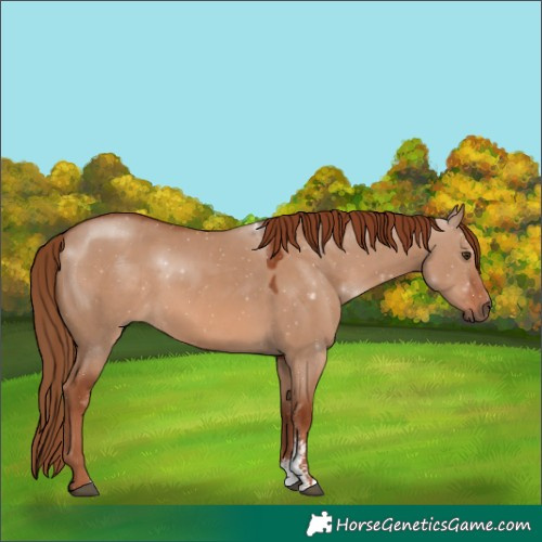 Horse Color:Red Dun Sabino
