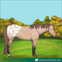Horse Color:Bay Dun Appaloosa 