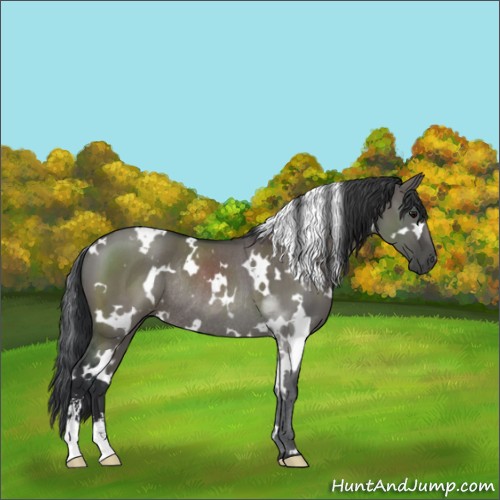 Horse Color:White Spotted Grullo Sabino Rabicano 