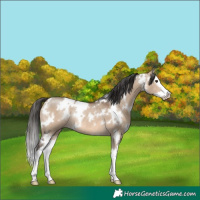 Horse Color:White Spotted Brown Dun Splash Rabicano 
