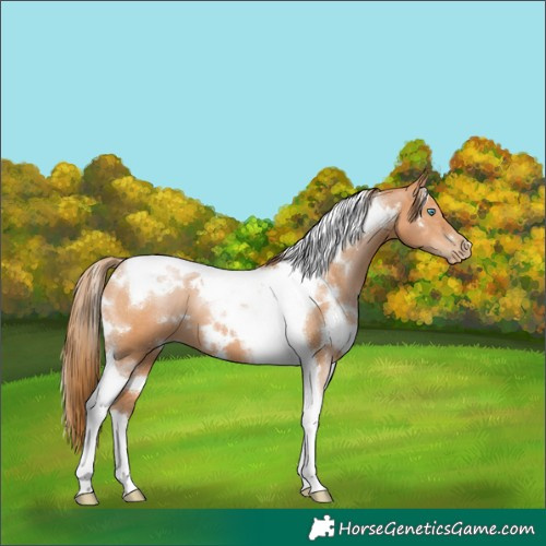 Horse Color:White Spotted Bay Pearl Tobiano