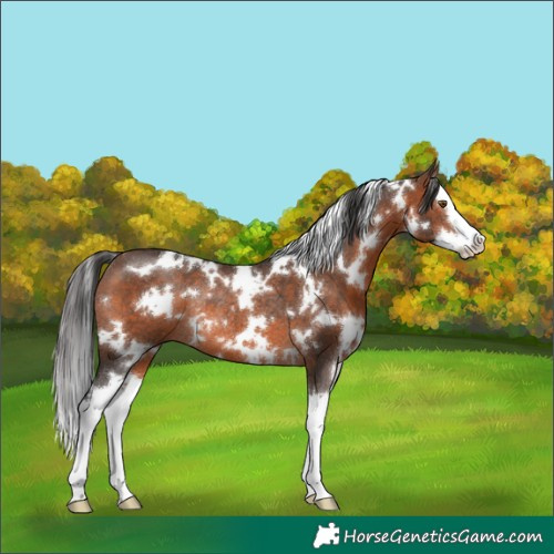 Horse Color:White Spotted Brown Splash Rabicano