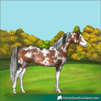 Horse Color:White Spotted Brown Splash Rabicano 