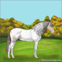 Horse Color:White Spotted Black Pearl Tobiano Rabicano