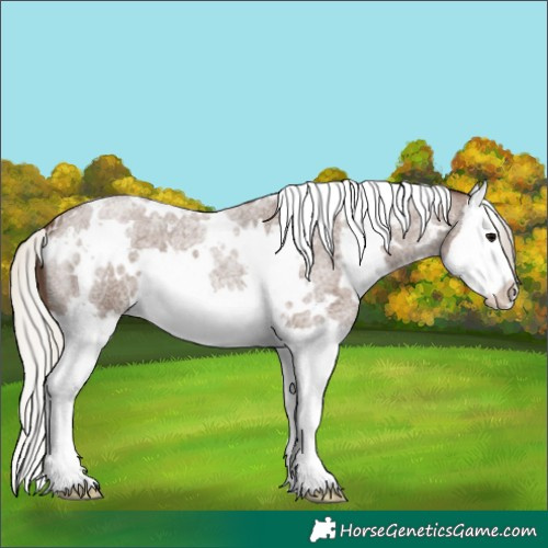 Horse Color:White Spotted Silver Blue Roan Splash