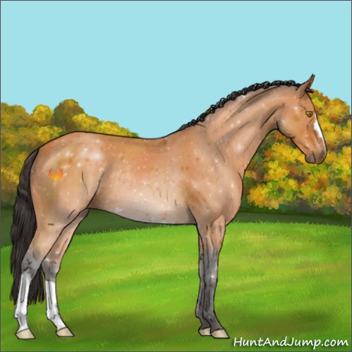 Horse Color:Buckskin 