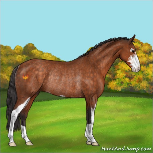 Horse Color:Buckskin Sabino Rabicano 