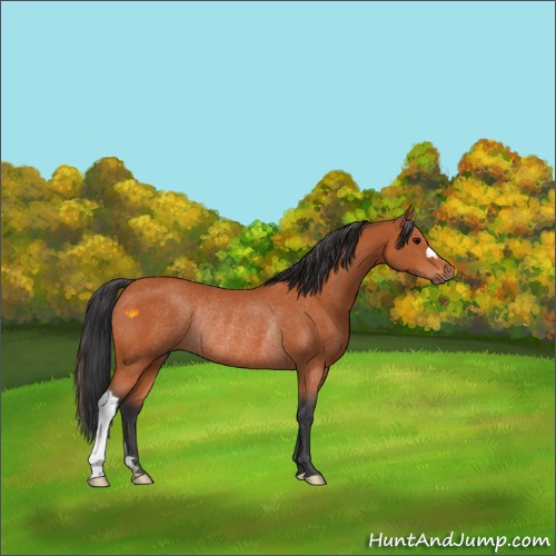 Horse Color:Bay Rabicano 