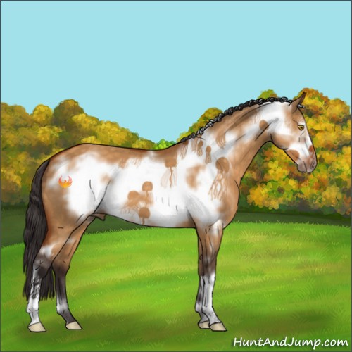 Horse Color:Buckskin Dun Frame 