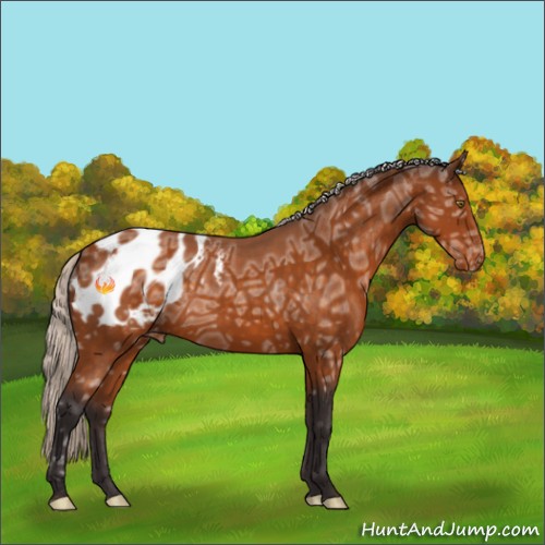 Horse Color:Silver Buckskin Ice Appaloosa 
