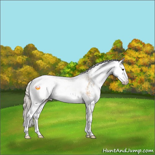 Horse Color:Palomino Sabino 