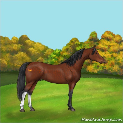 Horse Color:Brown 