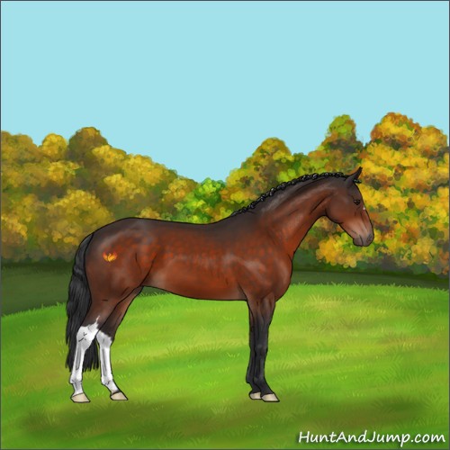 Horse Color:Brown 