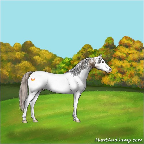 Horse Color:White Spotted Chocolate Palomino 