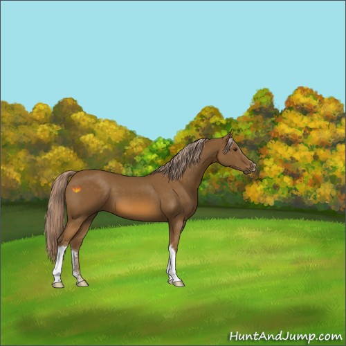 Horse Color:Chocolate Palomino 