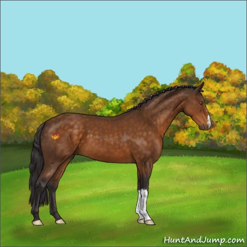 Horse Color:Buckskin 