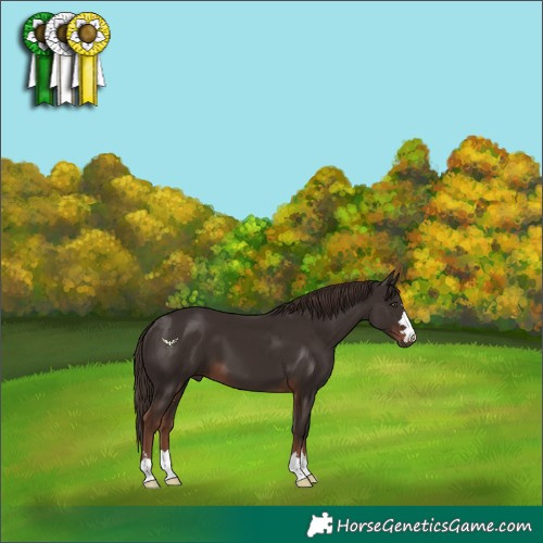 Horse Color:Liver Chestnut 