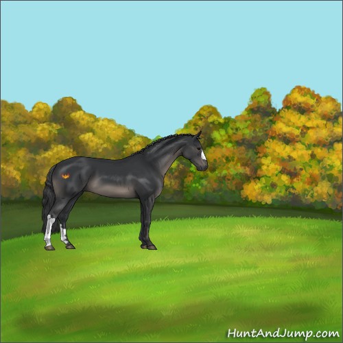 Horse Color:Black 