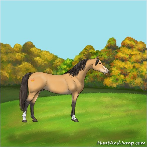 Horse Color:Buckskin Sabino 