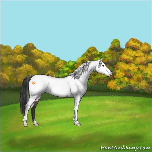 Horse Color:White Spotted Brown 