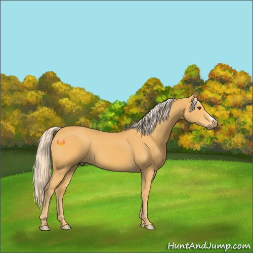 Horse Color:Palomino 
