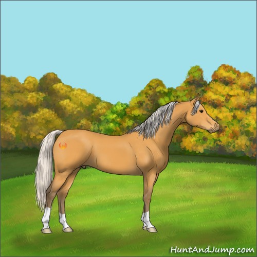Horse Color:Silver Buckskin 