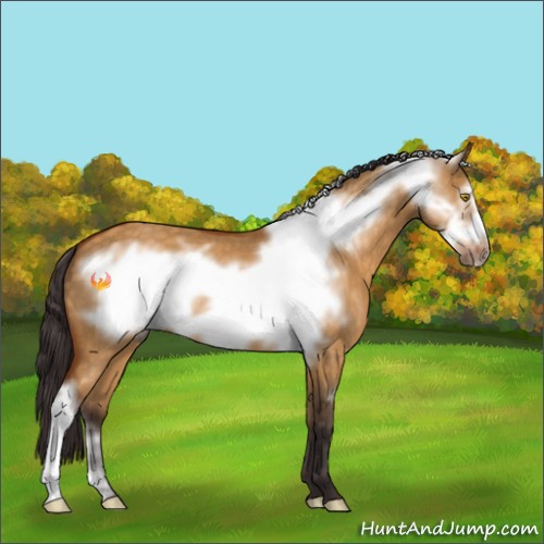 Horse Color:Buckskin Dun Frame 