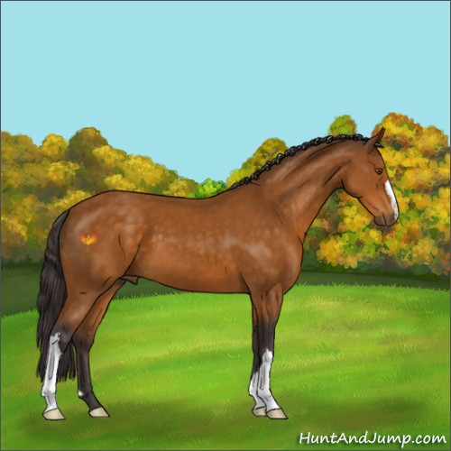 Horse Color:Buckskin 