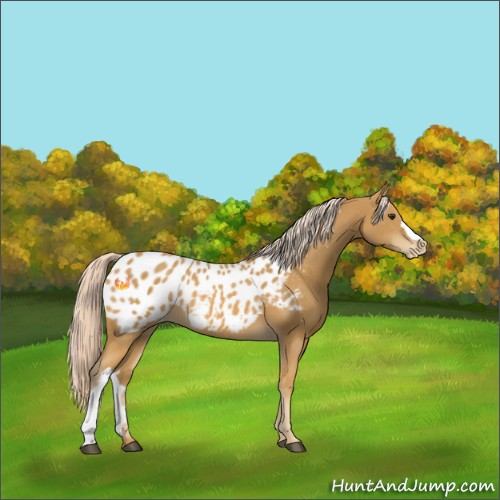 Horse Color:Palomino Appaloosa 