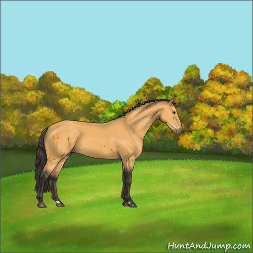 Horse Color:Buckskin 