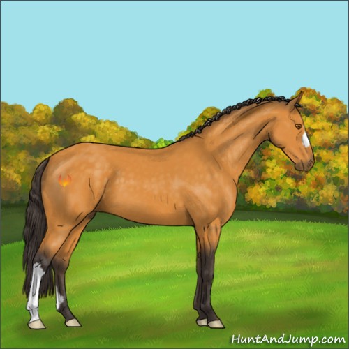 Horse Color:Buckskin 