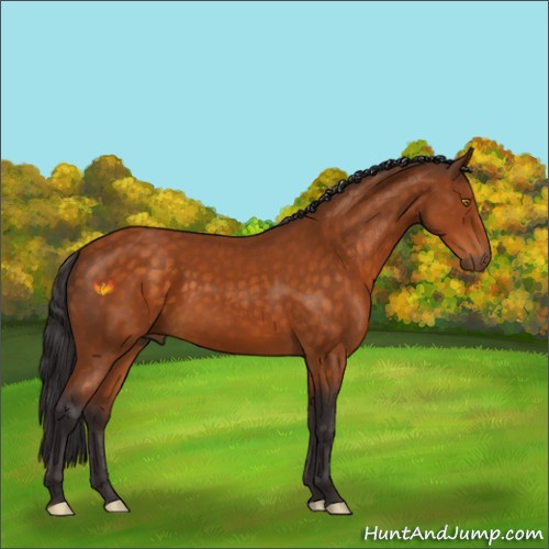 Horse Color:Buckskin 