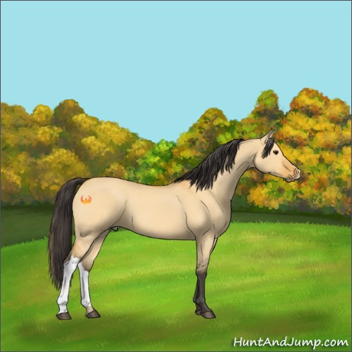 Horse Color:Buckskin Dun 