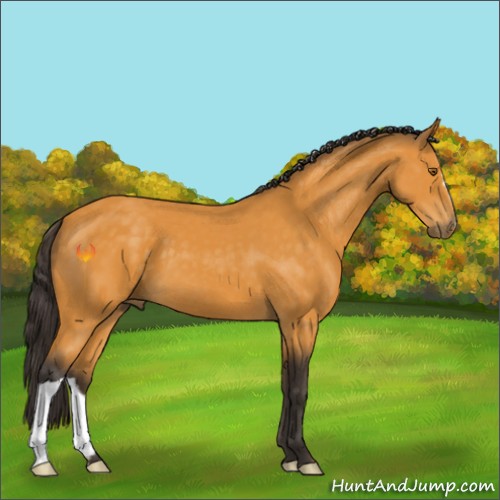Horse Color:Buckskin 