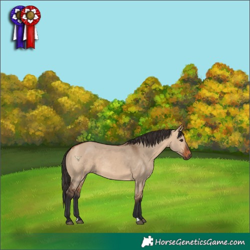 Horse Color:Bay Dun Rabicano 