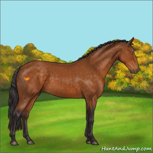 Horse Color:Buckskin 