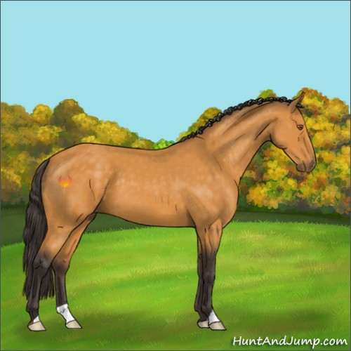 Horse Color:Buckskin 